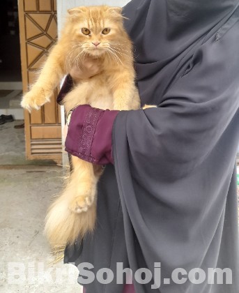 Traditional Persian cat